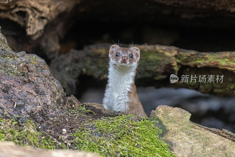 最小鼬鼠的肖像(Mustela nivalis)